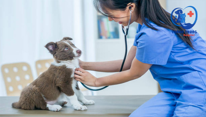 Bác sĩ khám sức khỏe trên chó