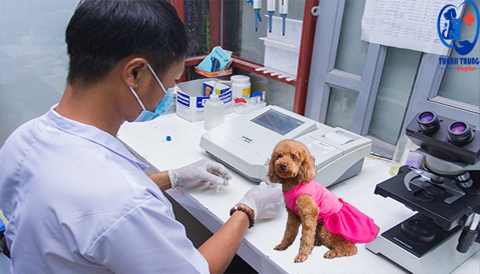 bác sĩ xét nghiệm sinh hóa máu chó