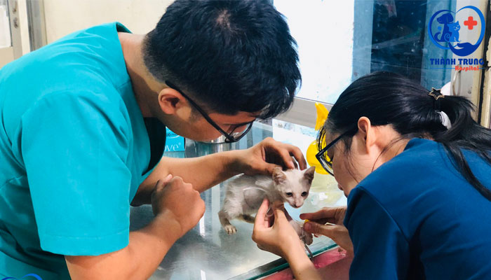 Điều trị bệnh cho thú cưng tại phòng khám thú y Thành Trung