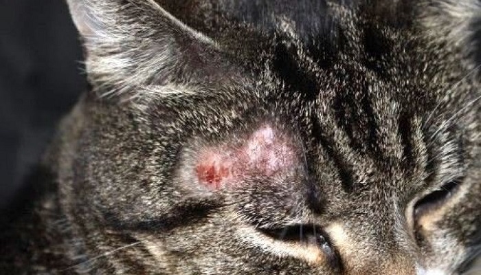 Bệnh nấm mèo là gì? Cách trị bệnh nấm mèo tốt nhất thú y Bình Dương