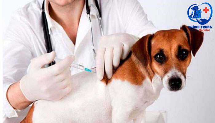 Tiêm phòng vaccin cho chó