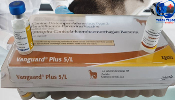 Vac xin 6 bệnh tiêm phòng cho chó con