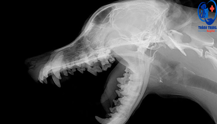 Chụp Xương hàm của chó