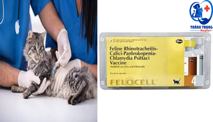 Vaccine 4 bệnh felocell nhập khẩu