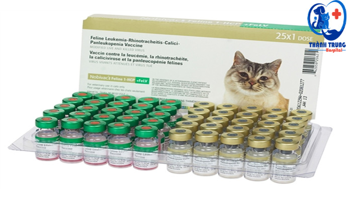 Tiêm vaccin Novibac cho mèo