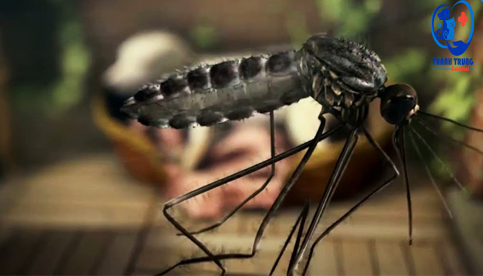 Muỗi là ký chủ truyền lây giun tim