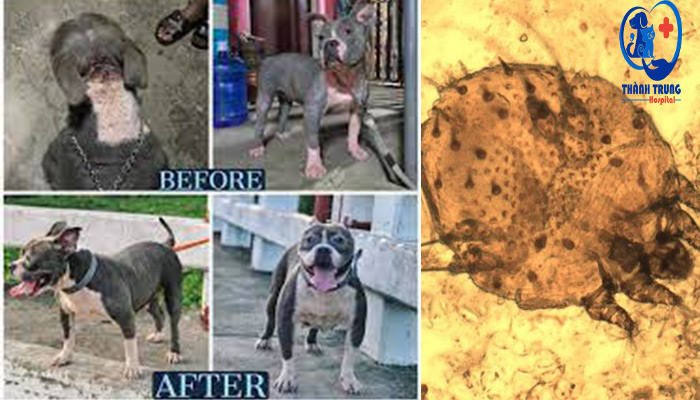 Trước và sau khi điều trị ghẻ chó