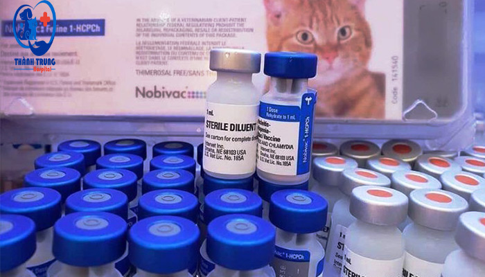Vacxin 4 bệnh cho mèo