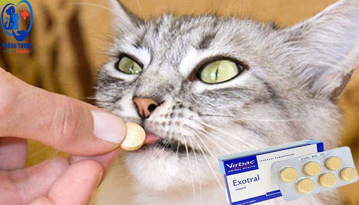 Cho mèo uống thuốc tẩy giun 