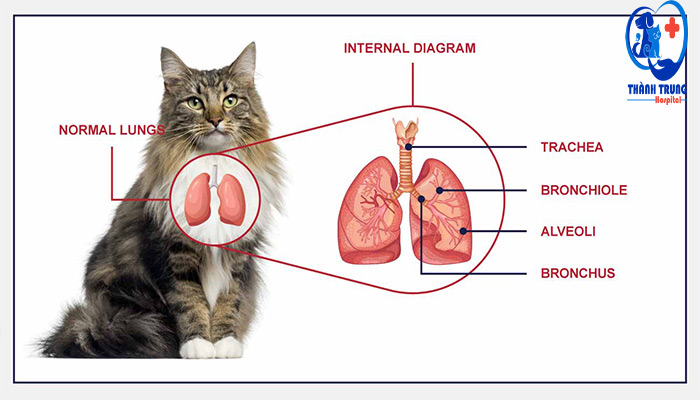 Cấu tạo phổi ở mèo