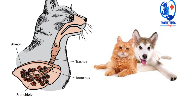 Cơ thể học phổi mèo
