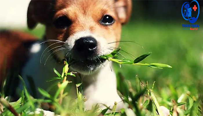 Chó ăn cỏ để bổ sung chất dinh dưỡng bị thiếu