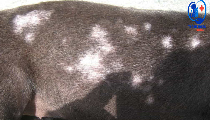 Chó bị nấm da 