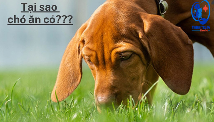 Tại sao chó ăn cỏ