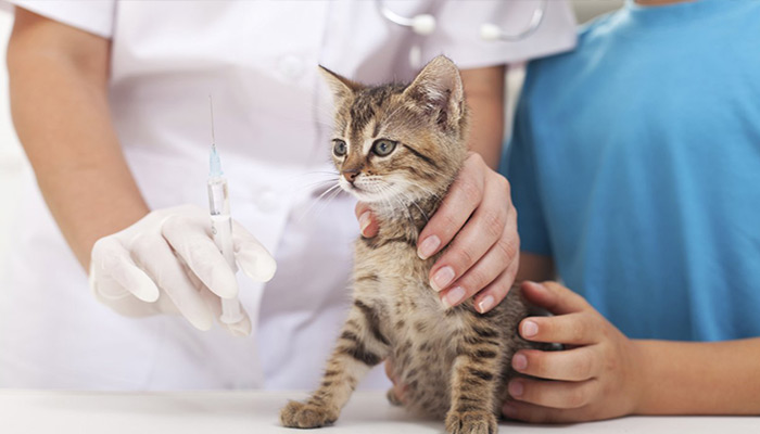 Điều trị bệnh viêm phổi ở mèo