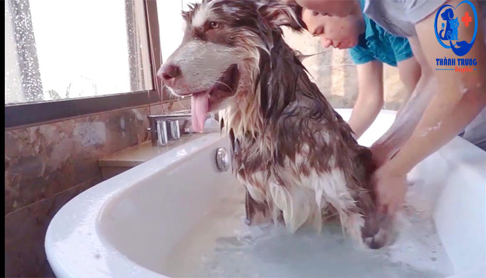 Tắm cho chó đúng cách để trị nấm da