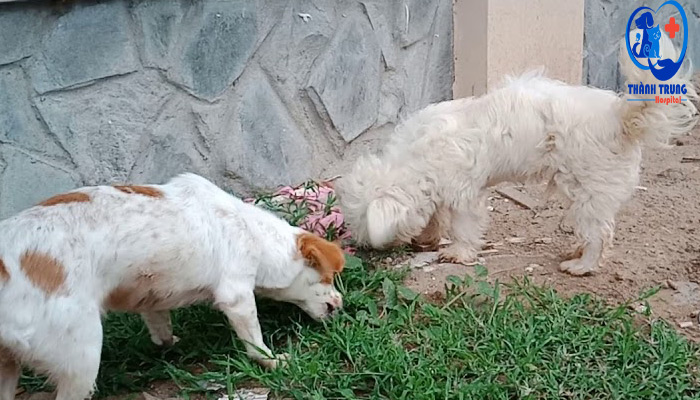 Chó ăn cỏ làm dịu dạ dày khi khó chịu