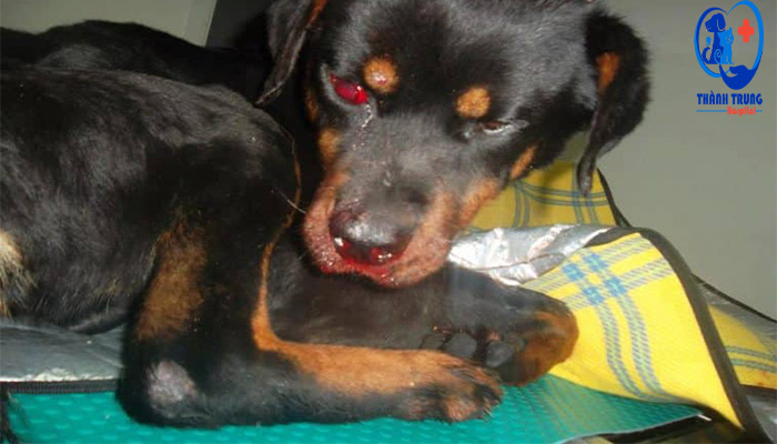 Bệnh Babesia gây cháy máu ở chó
