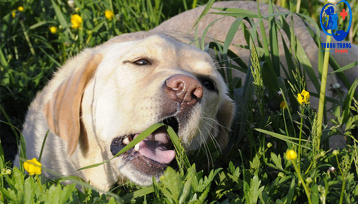 Chó ăn cỏ theo bản năng