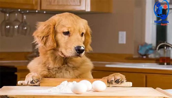 Chó có thích ăn trứng không?