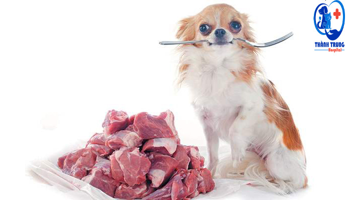 Chó có ăn được thịt sống không?