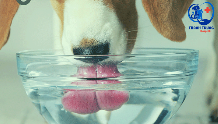 Cho chó uống nước sôi sau khi hồi phục