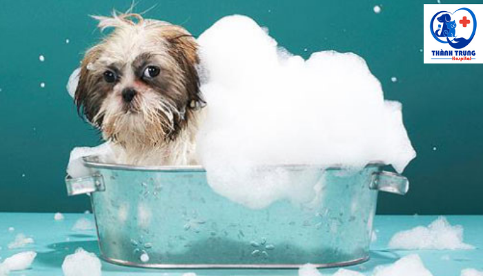 Tắm rửa sạch sẽ cho chó ngăn ngừa ghẻ