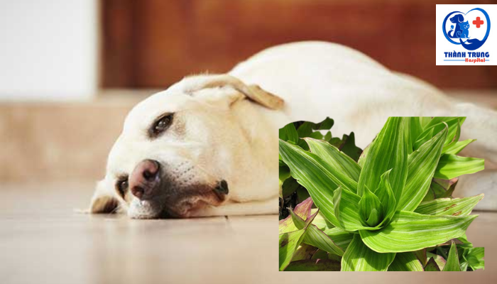 cây lược vàng chữa viêm ruột cho chó