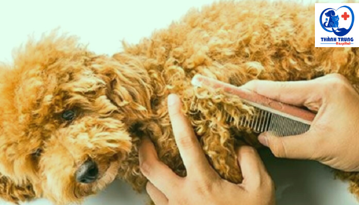 Chải lông cho Poodle trước khi cắt tỉa lông