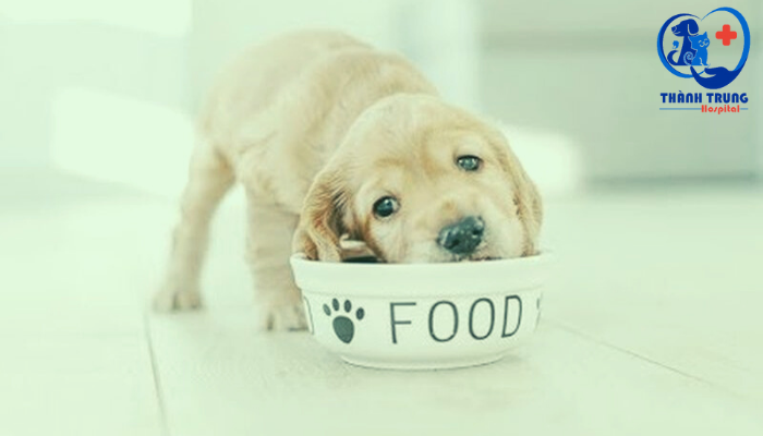 Lựa chọn thức ăn phù hợp với chó