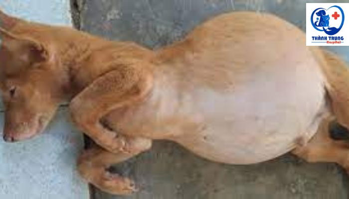 Chó bị phình bụng có thể do giun hoặc vi khuẩn